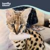 image:imageHuxley amp Kent Plush Cat Toy  Interactive Catnip Toy for Cats amp Kittens  Soft Kitty Toy with Crinkle amp Catnip  Fun Indoor Play Toy  Belly RubbinTotos Pawdka