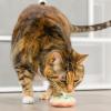 image:imageHuxley amp Kent Plush Cat Toy  Valentines Day Interactive Catnip Toy for Cats amp Kittens  Soft with Crinkle amp Catnip  Fun Indoor Play  First Lick Heart amp Be Mine Coffee 2pkLit Donut  Peppermint Candy