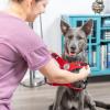 image:imageHuxley amp Kent Scout LoPro Harness  Blue ExtraSmall 48lbs  Easy Control Stepin Mesh Vest Harness for Dogs with Reflective Strips for Safety  HampK Walking Training Harness for DogsRed