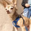 image:imageHuxley amp Kent Scout LoPro Harness  Blue ExtraSmall 48lbs  Easy Control Stepin Mesh Vest Harness for Dogs with Reflective Strips for Safety  HampK Walking Training Harness for DogsBlue