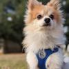 image:imageHuxley amp Kent Scout LoPro Harness  Blue ExtraSmall 48lbs  Easy Control Stepin Mesh Vest Harness for Dogs with Reflective Strips for Safety  HampK Walking Training Harness for DogsBlue