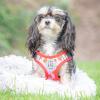 image:imageHuxley amp Kent Scout LoPro Harness  Blue ExtraSmall 48lbs  Easy Control Stepin Mesh Vest Harness for Dogs with Reflective Strips for Safety  HampK Walking Training Harness for DogsStrawberry