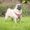 image:imageHuxley amp Kent Scout LoPro Harness  Blue ExtraSmall 48lbs  Easy Control Stepin Mesh Vest Harness for Dogs with Reflective Strips for Safety  HampK Walking Training Harness for DogsStrawberry