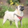 image:imageHuxley amp Kent Scout LoPro Harness  Blue ExtraSmall 48lbs  Easy Control Stepin Mesh Vest Harness for Dogs with Reflective Strips for Safety  HampK Walking Training Harness for DogsStrawberry