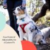 image:imageHuxley amp Kent Scout LoPro Harness  Blue ExtraSmall 48lbs  Easy Control Stepin Mesh Vest Harness for Dogs with Reflective Strips for Safety  HampK Walking Training Harness for DogsRed