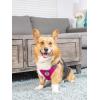 image:imageHuxley amp Kent Scout LoPro Harness  Blue ExtraSmall 48lbs  Easy Control Stepin Mesh Vest Harness for Dogs with Reflective Strips for Safety  HampK Walking Training Harness for DogsRaspberry