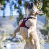 image:imageHuxley amp Kent Scout LoPro Harness  Blue ExtraSmall 48lbs  Easy Control Stepin Mesh Vest Harness for Dogs with Reflective Strips for Safety  HampK Walking Training Harness for DogsBuffalo Check