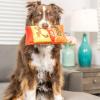 image:imageHuxley amp Kent for Dogs  Treatos Small  Fun Durable and Safe Dog Toy with SqueakerSmall