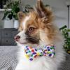 image:imageHuxley amp Kent Bow Tie for Dogs and Cats Happy Barkday SmallHappy Barkday