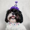 image:imageHuxley amp Kent Bow Tie for Dogs and Cats Happy Barkday SmallHappy Barkday