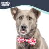 image:imageHuxley amp Kent Bow Tie for Dogs and Cats Happy Barkday SmallKiss Kiss