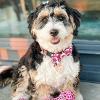 image:imageHuxley amp Kent Bow Tie for Dogs and Cats Happy Barkday SmallKisses