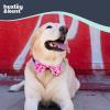 image:imageHuxley amp Kent Bow Tie for Dogs and Cats Happy Barkday SmallLove Pawtion