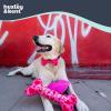 image:imageHuxley amp Kent Bow Tie for Dogs and Cats Happy Barkday SmallMy Puppy Love