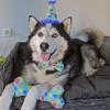 image:imageHuxley amp Kent Bow Tie for Dogs and Cats Happy Barkday SmallParty Time Blue