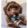 image:imageHuxley amp Kent Bow Tie for Dogs and Cats Happy Barkday SmallParty Time Blue