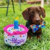 image:imageHuxley amp Kent Bow Tie for Dogs and Cats Happy Barkday SmallParty Time Blue