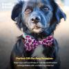 image:imageHuxley amp Kent Bow Tie for Dogs and Cats Happy Barkday SmallPink Leopard