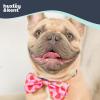 image:imageHuxley amp Kent Bow Tie for Dogs and Cats Happy Barkday SmallStrawberries