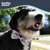 image:imageHuxley amp Kent Bow Tie for Dogs and Cats Happy Barkday SmallSuperstar