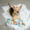 image:imageHuxley amp Kent Dog Bundle  Blue Party Time Birthday Bundle  Large  Party Hat Bow Tie Power Plush Dog Bone