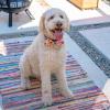 image:imageHuxley amp Kent Dog Bundle  Pink Party Time Birthday Bundle  Large  Party Hat Bow Tie Power Plush Dog Bone