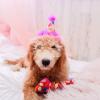 image:imageHuxley amp Kent Dog Bundle  Pink Party Time Birthday Bundle  Large  Party Hat Bow Tie Power Plush Dog Bone