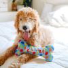 image:imageHuxley amp Kent Funny Dog Toy wSqueaker  Birthday Power Plush Squeaky Dog Toys for Small Medium amp Large Dogs  Soft Stuffed Animal for Indoor Play amp Fetch  Funfetti Cake SmallParty Time Blue Bone