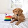 image:imageHuxley amp Kent Funny Dog Toy wSqueaker  Birthday Power Plush Squeaky Dog Toys for Small Medium amp Large Dogs  Soft Stuffed Animal for Indoor Play amp Fetch  Funfetti Cake SmallFunfetti Cake