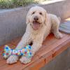 image:imageHuxley amp Kent Funny Dog Toy wSqueaker  Birthday Power Plush Squeaky Dog Toys for Small Medium amp Large Dogs  Soft Stuffed Animal for Indoor Play amp Fetch  Funfetti Cake SmallParty Time Blue Bone