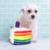 image:imageHuxley amp Kent Funny Dog Toy wSqueaker  Birthday Power Plush Squeaky Dog Toys for Small Medium amp Large Dogs  Soft Stuffed Animal for Indoor Play amp Fetch  Funfetti Cake SmallFunfetti Cake