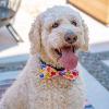 image:imageHuxley amp Kent Pet Bow Tie for Dogs amp Cats  Birthday Adjustable Hook amp Loop Collar Accessory  Cute amp Comfortable for Holidays amp Celebrations  Superstar SmallParty Time Pink