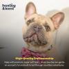 image:imageHuxley amp Kent Pet Bow Tie for Dogs amp Cats  Birthday Adjustable Hook amp Loop Collar Accessory  Cute amp Comfortable for Holidays amp Celebrations  Superstar SmallStrawberries