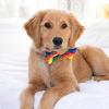 image:imageHuxley amp Kent Pet Bow Tie for Dogs amp Cats  PrideTheme Adjustable Hook amp Loop Collar Accessory  Cute amp Comfortable for Holidays amp Celebrations  Pride Equality ExtraLargeEquality