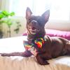 image:imageHuxley amp Kent Pet Bow Tie for Dogs amp Cats  PrideTheme Adjustable Hook amp Loop Collar Accessory  Cute amp Comfortable for Holidays amp Celebrations  Pride Equality ExtraLargeEquality