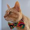 image:imageHuxley amp Kent Pet Bow Tie for Dogs amp Cats  PrideTheme Adjustable Hook amp Loop Collar Accessory  Cute amp Comfortable for Holidays amp Celebrations  Pride Equality ExtraLargeWoodstock