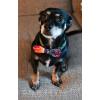 image:imageHuxley amp Kent Pet Bow Tie for Dogs amp Cats  PrideTheme Adjustable Hook amp Loop Collar Accessory  Cute amp Comfortable for Holidays amp Celebrations  Pride Equality ExtraLargeBoneDana Multi