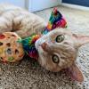 image:imageHuxley amp Kent Pet Bow Tie for Dogs amp Cats  PrideTheme Adjustable Hook amp Loop Collar Accessory  Cute amp Comfortable for Holidays amp Celebrations  Pride Equality ExtraLargeWoodstock