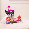 image:imageHuxley amp Kent Pet Party Hat for Dogs amp Cats  Fun Birthday Hat with SnugFit Adjustable Straps  Comfy Pet Costume Accessory for Parties Gotcha Days amp Celebrations  Blue SmallPink Party Time