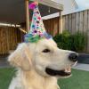 image:imageHuxley amp Kent Pet Party Hat for Dogs amp Cats  Fun Birthday Hat with SnugFit Adjustable Straps  Comfy Pet Costume Accessory for Parties Gotcha Days amp Celebrations  Blue SmallSuperstar