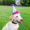 image:imageHuxley amp Kent Pet Party Hat for Dogs amp Cats  Fun Birthday Hat with SnugFit Adjustable Straps  Comfy Pet Costume Accessory for Parties Gotcha Days amp Celebrations  Blue SmallSuperstar