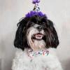 image:imageHuxley amp Kent Pet Party Hat for Dogs amp Cats  Fun Birthday Hat with SnugFit Adjustable Straps  Comfy Pet Costume Accessory for Parties Gotcha Days amp Celebrations  Blue SmallHappy Barkday