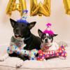 image:imageHuxley amp Kent Pet Party Hat for Dogs amp Cats  Fun Birthday Hat with SnugFit Adjustable Straps  Comfy Pet Costume Accessory for Parties Gotcha Days amp Celebrations  Blue SmallBlue Party Time