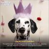 image:imageHuxley amp Kent Pet Party Hat for Dogs amp Cats  Fun Birthday Hat with SnugFit Adjustable Straps  Comfy Pet Costume Accessory for Parties Gotcha Days amp Celebrations  Blue SmallPurple