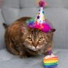 image:imageHuxley amp Kent Pet Party Hat for Dogs amp Cats  Fun Birthday Hat with SnugFit Adjustable Straps  Comfy Pet Costume Accessory for Parties Gotcha Days amp Celebrations  Blue SmallSuperstar