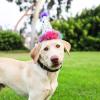 image:imageHuxley amp Kent Pet Party Hat for Dogs amp Cats  Fun Birthday Hat with SnugFit Adjustable Straps  Comfy Pet Costume Accessory for Parties Gotcha Days amp Celebrations  Blue SmallSuperstar
