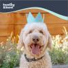 image:imageHuxley amp Kent Pet Party Hat for Dogs amp Cats  Fun Birthday Hat with SnugFit Adjustable Straps  Comfy Pet Costume Accessory for Parties Gotcha Days amp Celebrations  Blue SmallBlue