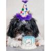 image:imageHuxley amp Kent Pet Party Hat for Dogs amp Cats  Fun Birthday Hat with SnugFit Adjustable Straps  Comfy Pet Costume Accessory for Parties Gotcha Days amp Celebrations  Blue SmallHappy Barkday