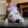 image:imageHuxley amp Kent Pet Party Hat for Dogs amp Cats  Fun Birthday Hat with SnugFit Adjustable Straps  Comfy Pet Costume Accessory for Parties Gotcha Days amp Celebrations  Blue SmallPink