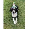 image:imageHuxley amp Kent Pet Party Hat for Dogs amp Cats  Fun Birthday Hat with SnugFit Adjustable Straps  Comfy Pet Costume Accessory for Parties Gotcha Days amp Celebrations  Blue SmallSuperstar